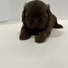 Shih Tzu Puppies from Moore Shih Tzus