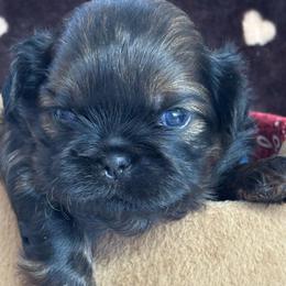 Winston - Black and tan male Shih Tzu puppy in Claremont, California from Lovable Shih Tzus
