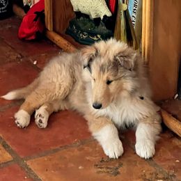 Boy 3 - Sable merle and white Collie puppy in Costilla, New Mexico from Belle Fleur Collies