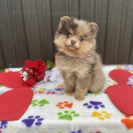 Koalani - Cream female Companion Cross puppy in Willow Spring, North Carolina from GTBBF Pomeranians
