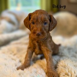 Red boy - Red  male Goldendoodle puppy in Valdese, North Carolina from Doodling All Day Goldendoodles