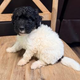Girl 5 - Tri-color female Bernedoodle puppy in Lakeland, Florida from Doodles & Danes