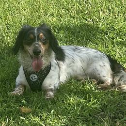 Buford - Dachshund