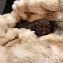 Aria - Chocolate female Labrador Retriever puppy in Sweet Home, Oregon from Knotty Creek Labradors