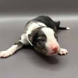 Fatima - Blue merle male Australian Shepherd puppy in New Boston, New Hampshire from Painted Pup Australian Shepherds