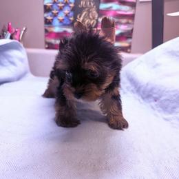 Eli - Black and tan male Morkie puppy in Florence, Kentucky from 4paws4ever by Design