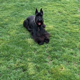 Bambina - Giant Schnauzer