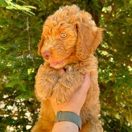 Charming - Apricot male Aussiedoodle puppy in Upper Lake, California from Redwood Aussiedoodles