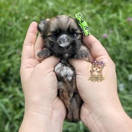 Anchor - Gold male Morkie puppy in Barren Springs, Virginia from Seeking Shalom Acres Maltese, Maltipoos & Havamalts
