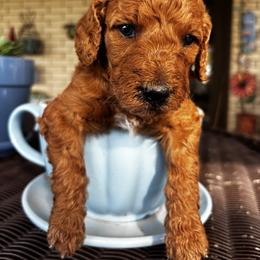Yellow Collar Male - Chocolate male Goldendoodle puppy in Eunice, Louisiana from Maison De Pawz