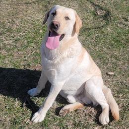 Cooper - Labrador Retriever