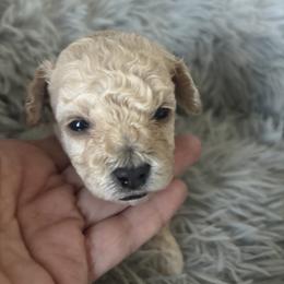 Luna - Cream female Maltipoo puppy in Maricopa, Arizona from Pretty Poo