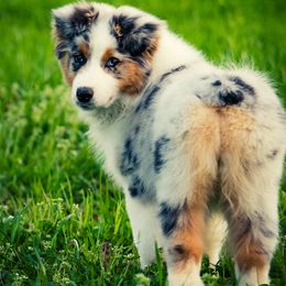 Australian Shepherd Puppies from Haint Blue Aussies