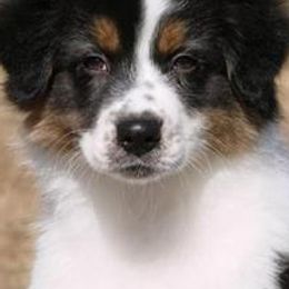 Australian Shepherds from Rebel Runner Australian Shepherds