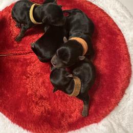 Boy 1 - Black and tan male Yorkshire Terrier puppy in Selden, New York from Alisha's Yorkshire Terriers