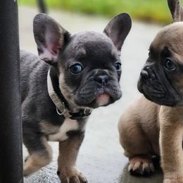 French Bulldogs from Executive Frenchies