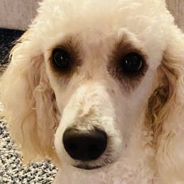 Bernedoodles, Goldendoodles, and Poodles from Davidson Poodle & Doodle Farm