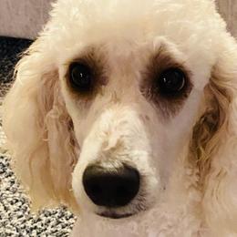 Bernedoodles, Goldendoodles, and Poodles from Davidson Poodle & Doodle Farm