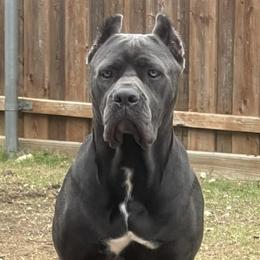 Cane Corso from A&M Kennels