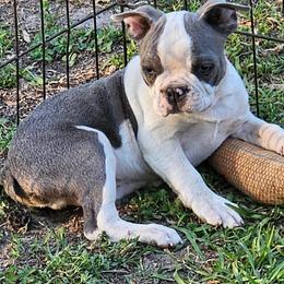 Mr Little - Blue male Boston Terrier puppy in Anderson, South Carolina from Lola’s House of Bostons & Rescue