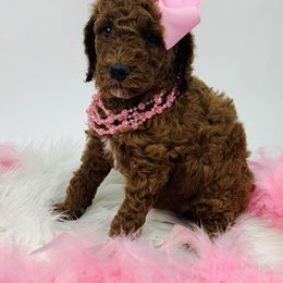 Bernedoodle and Goldendoodle Puppies from Cottrell’s Poodles & Doodles