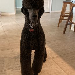 Asher - Poodle