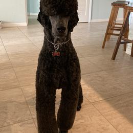 Asher - Poodle