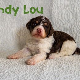 Cindy Lou Who - Tri-color female Bernedoodle puppy in Gentry, Arkansas from WWBar Bernedoodles