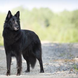 Belgian Sheepdogs from Sans Soleil