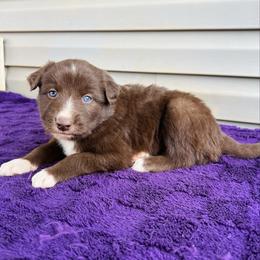 Harley - Red & white male Australian Shepherd puppy in Charlotte, North Carolina from Awesome Aussies