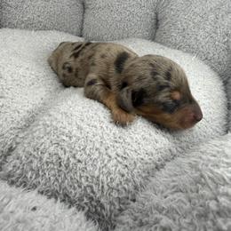 AKC Oreo - Dapple male Dachshund puppy in Laveen, Arizona from Acosta Kennel