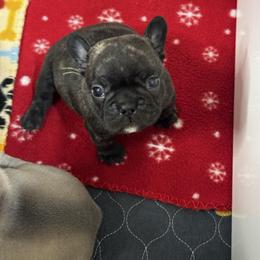 Coal - Brindle boy 1 - Brindle male French Bulldog puppy in Grand Praire, Texas from Von Darr Kennels