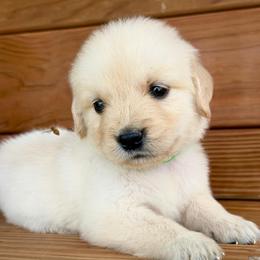 Charger - Light golden male Golden Retriever puppy in Doniphan, Missouri from Stockford’s Golden Retrievers