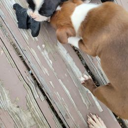 Boston Terrier Puppies from The Christian Bostons