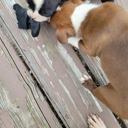 Boston Terrier Puppies from The Christian Bostons