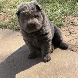 Princess - Blue dilute female Chinese Shar-Pei puppy in Auburn, Kansas from Justin McNaney