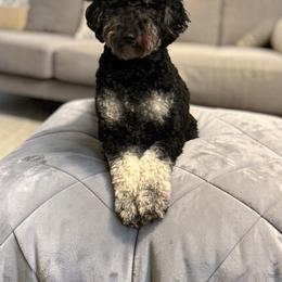 Bernedoodle, Bernese Mountain Dog, Goldendoodle, and Shihpoo Puppies from Route 66 Poodles & Doodles, Sapphire Shih-tzu's of Ohio