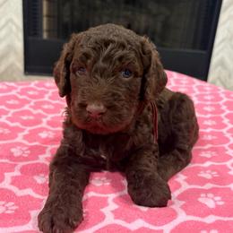 Glover - Chocolate male Goldendoodle puppy in Camden, North Carolina from Oopsie Doodles of NC