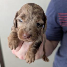 Maverick - Dapple male Dachshund puppy in Marshall, Texas from Wilson's Kennels
