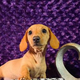 AKC Pearl -Parents DNA- 2,500 - Red female Dachshund puppy in Kansas City, Missouri from Divine Doxies LLC