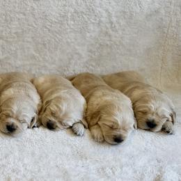 Golden Retriever Puppies from N.W. Mountain Retrievers
