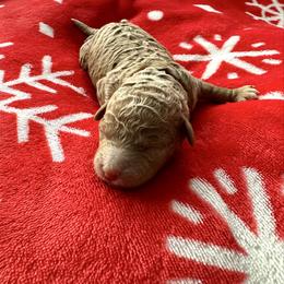 Teddy - Apricot male Goldendoodle puppy in New Britain, Connecticut from Goldendoodles Yorkiepoo Stars CT