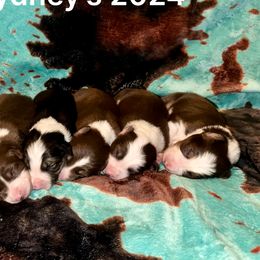 Border Collies from C&C Border Collies