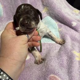 Green - Liver roan female German Shorthaired Pointer puppy in Jackson, Georgia from Rosengrace Gsps (formerly Tiner GSP’s)
