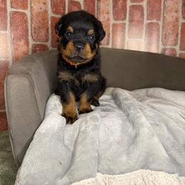 Orange boy - Black and mahogany male Rottweiler puppy in Auburn, California from VHF
