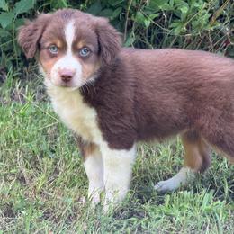 RTF - Yellow Collar - Red tri female Miniature Australian Shepherd puppy in Natural Dam, Arkansas from Natural State Aussies