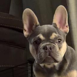 Dachshunds and French Bulldogs from Bad to the Bone French Bullies