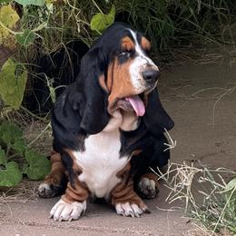 Basset Hounds from Lazy Daisy Basset Hounds