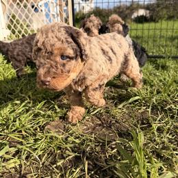 Nancy - Merle female Goldendoodle puppy in Eureka, California from North Coast Doodles