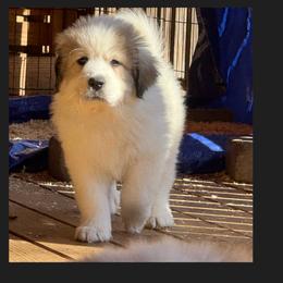 Black - White and badger female Great Pyrenees puppy in Clarksville, Tennessee from Easter Acres